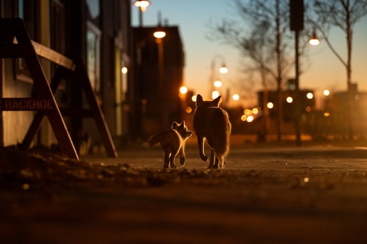Two Red Foxes in Urban Environment
