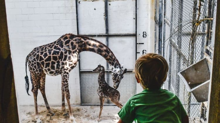 Giraffe Gives Birth at Virginia Zoo