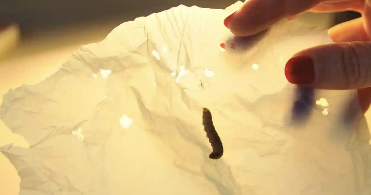 Wax Worms Can Break Down Plastic With Their Saliva