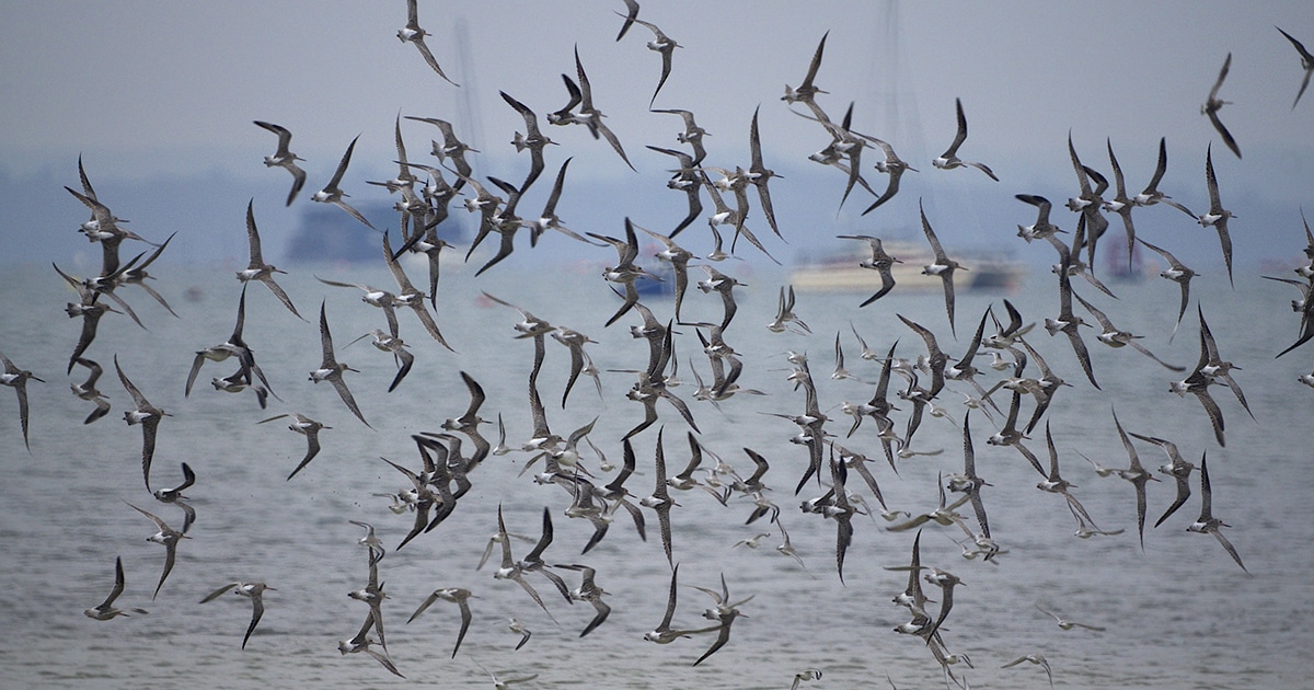 bar tailed godwit migration