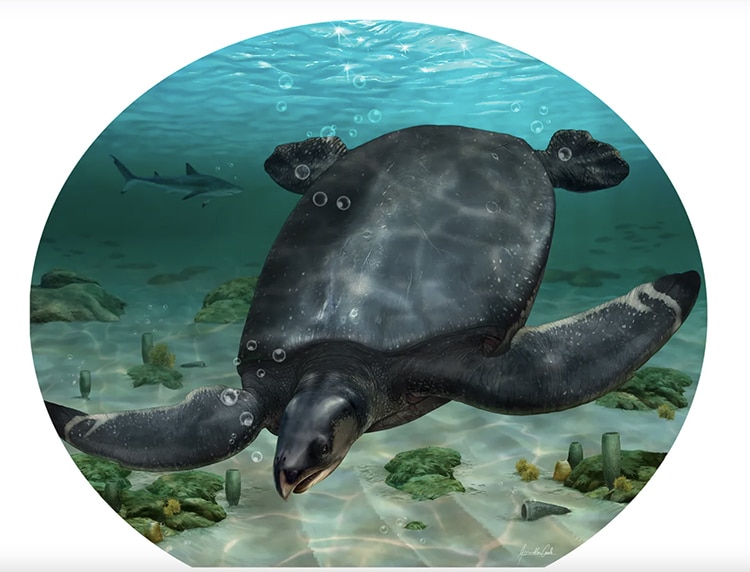 Fósil de una antigua tortuga marina del tamaño de un rinoceronte descubierto en España
