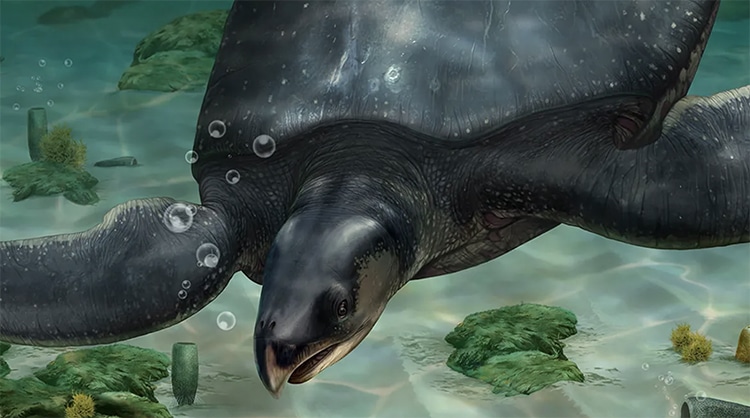 Fossil of Ancient Giant Sea Turtle the Size of Rhino Discovered in Spain