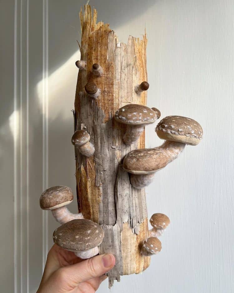 Mushroom Sculptures by Ann Wood of Woodlucker