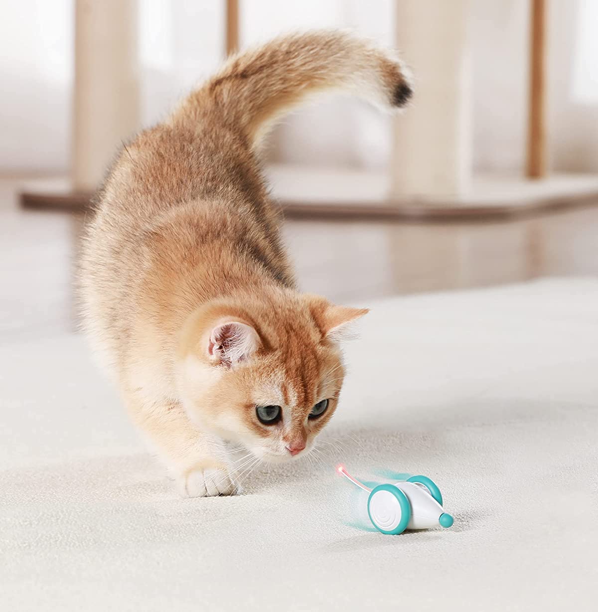 Automated Cat Toys