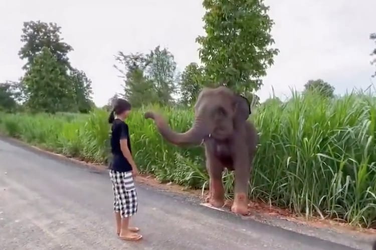 Baby Elephant Thanks Little Girl After She Helped It Get Unstuck And It All Got Captured In Video