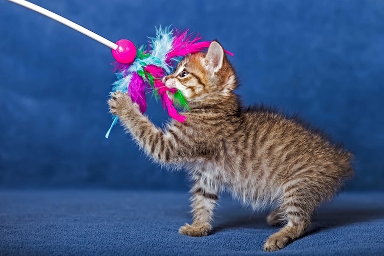 Cat Playing With Toy