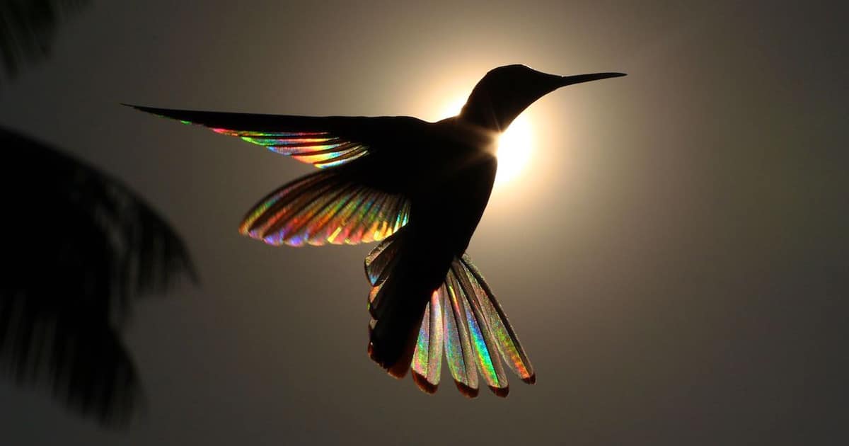 Amazing Hummingbird Photos Transform Them Into Tiny Rainbows