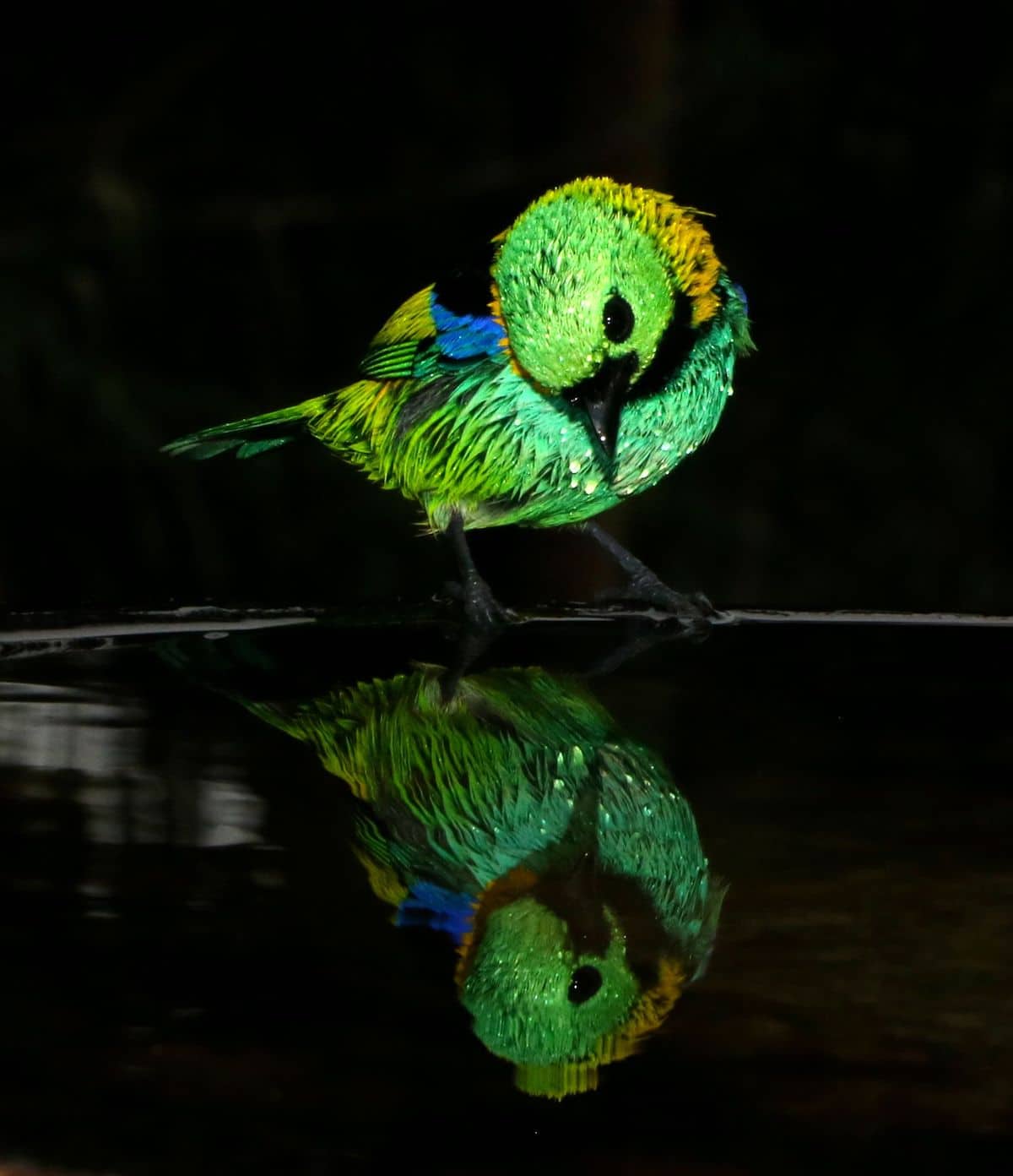 Bird Photography by Christian Spencer