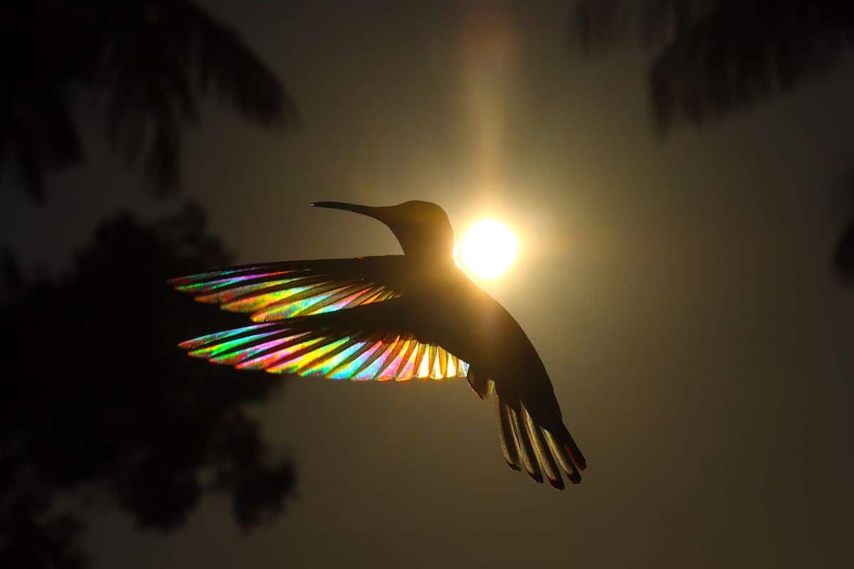 Hummingbird Photo With Rainbows as Wings