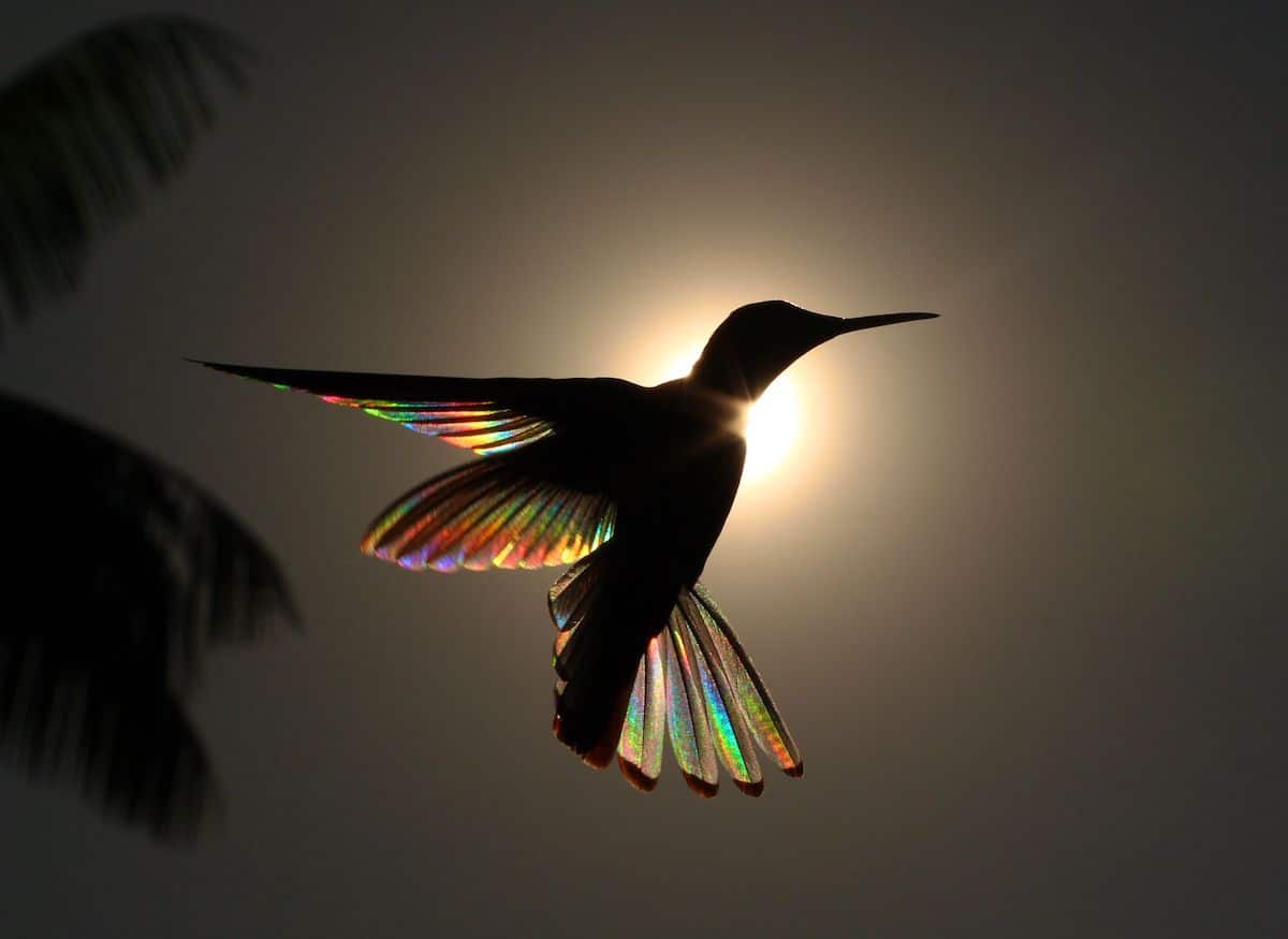 Hummingbird Photo With Rainbows as Wings