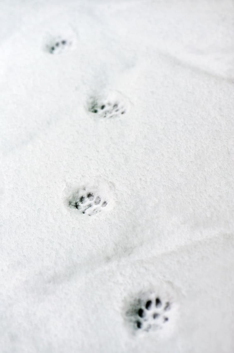 Paw Prints in Snow