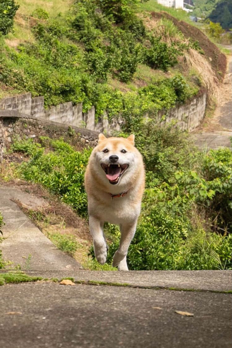 Photo Series Captures Shiba Inu Sprinting to Reunite with Their Owner