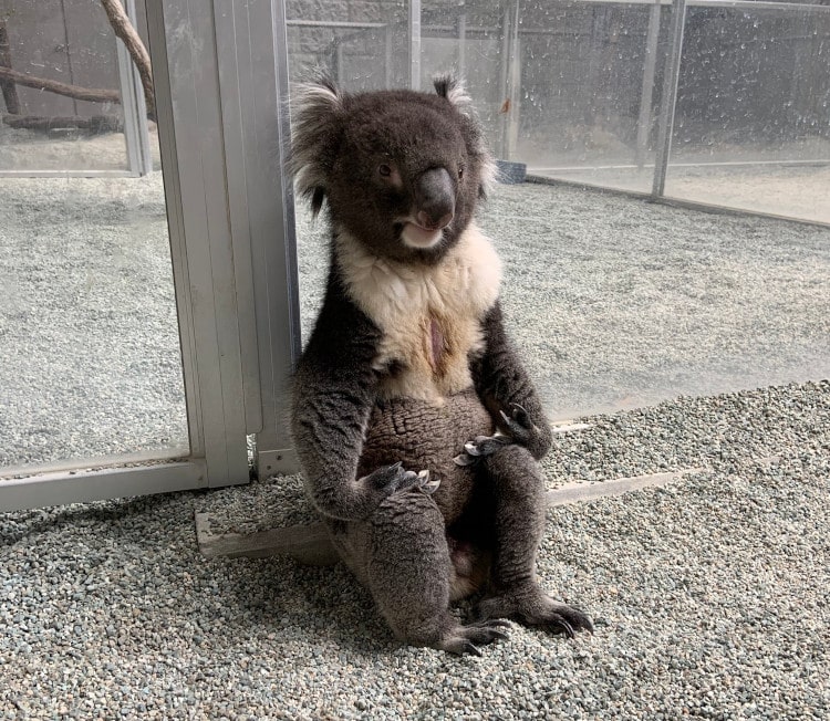 Koala at the Zoo Sits and Poses Like He’s Lost in His Thoughts and Goes Viral