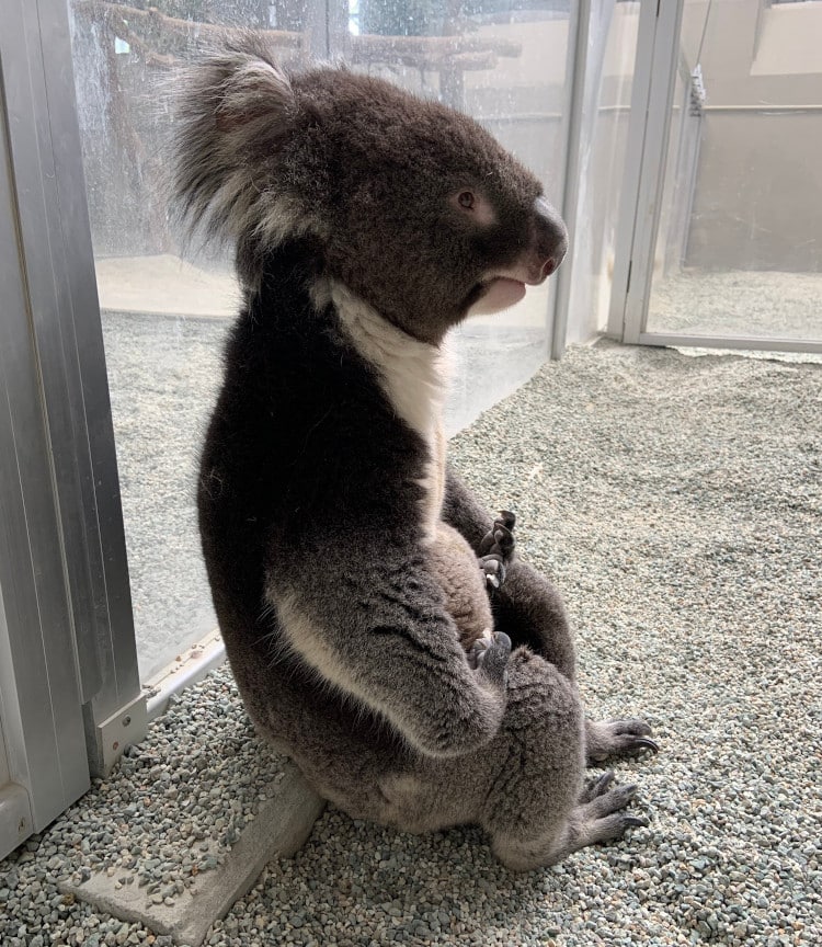 Koala at the Zoo Sits and Poses Like He’s Lost in His Thoughts and Goes Viral