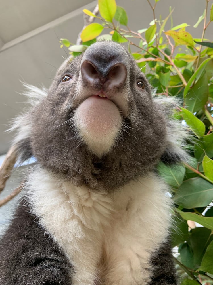 Koala at the Zoo Sits and Poses Like He’s Lost in His Thoughts and Goes Viral