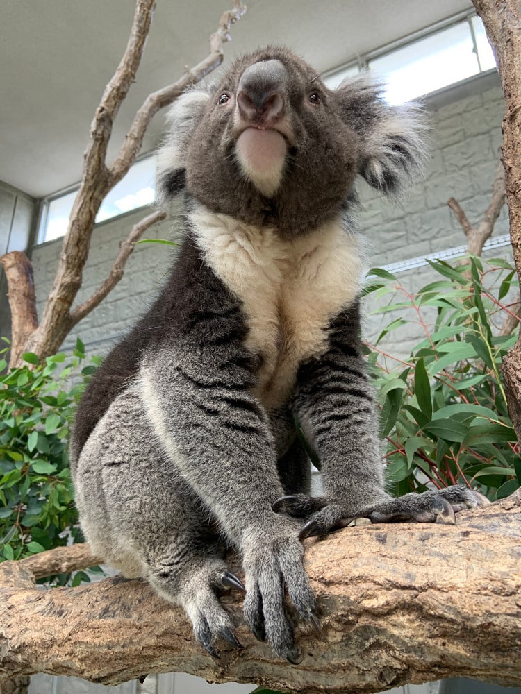 Koala at the Zoo Sits and Poses Like He’s Lost in His Thoughts and Goes Viral