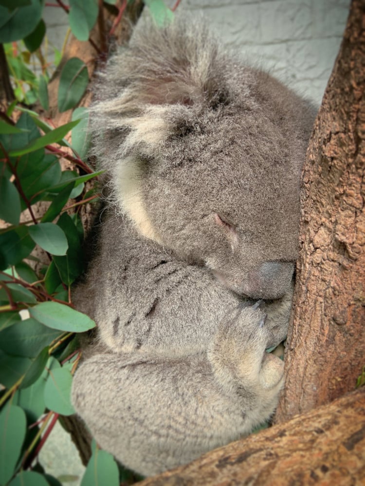 Koala at the Zoo Sits and Poses Like He’s Lost in His Thoughts and Goes Viral