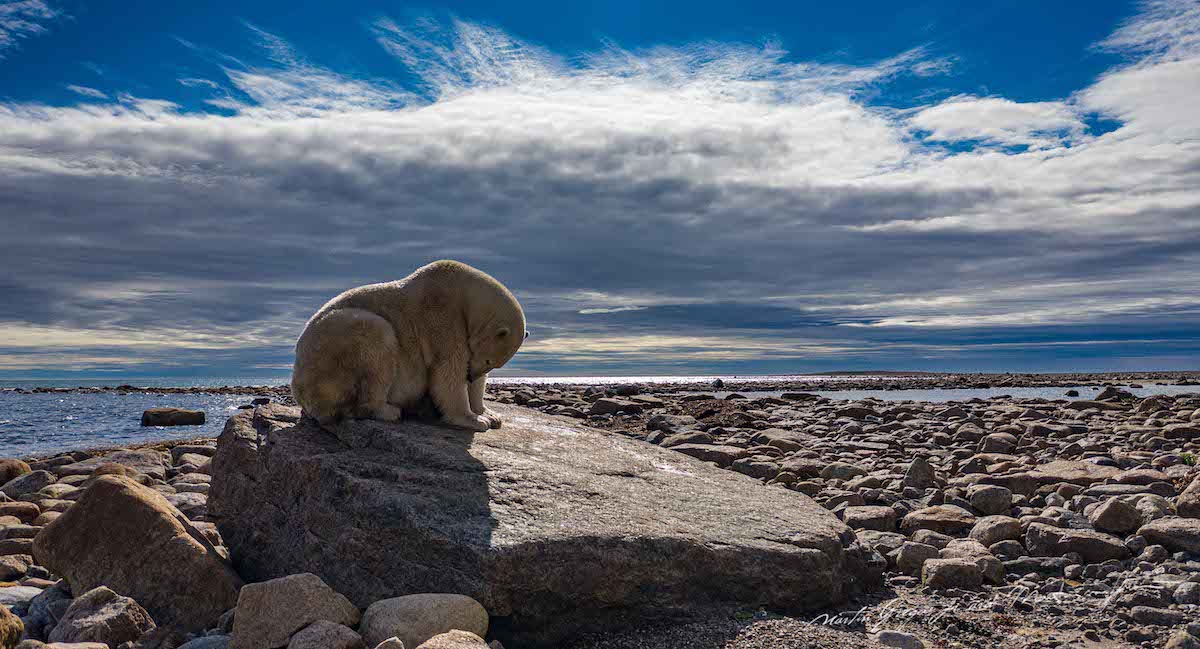 Polar Bear Standing on a Rock