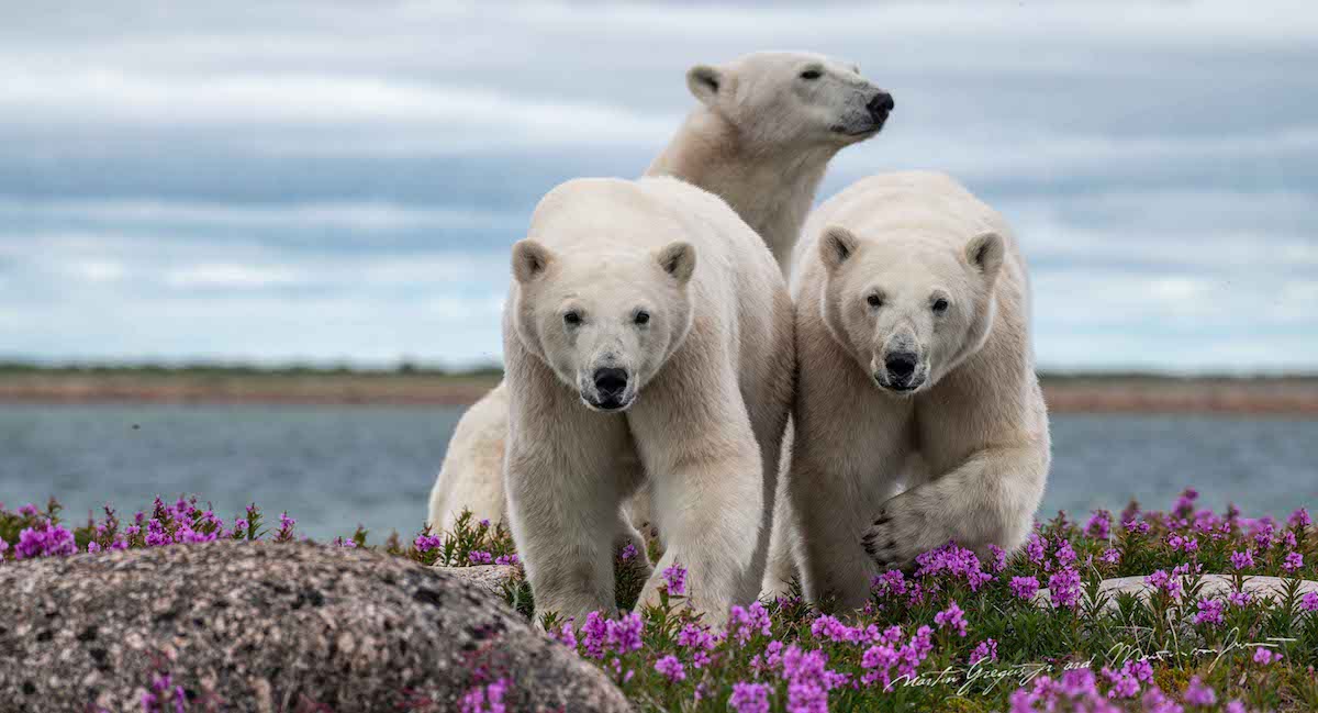 Group of Three Polar Bears