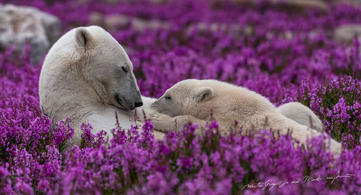 Polar Bear Mamma and Her Cubs in a Field of Purple Flowers