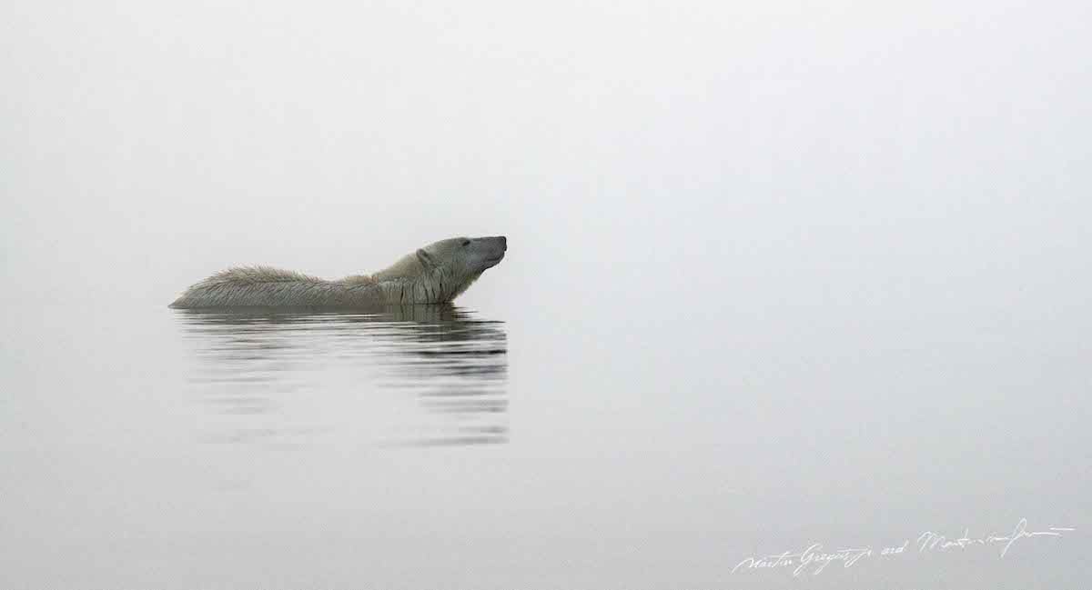 Polar Bear Swimming