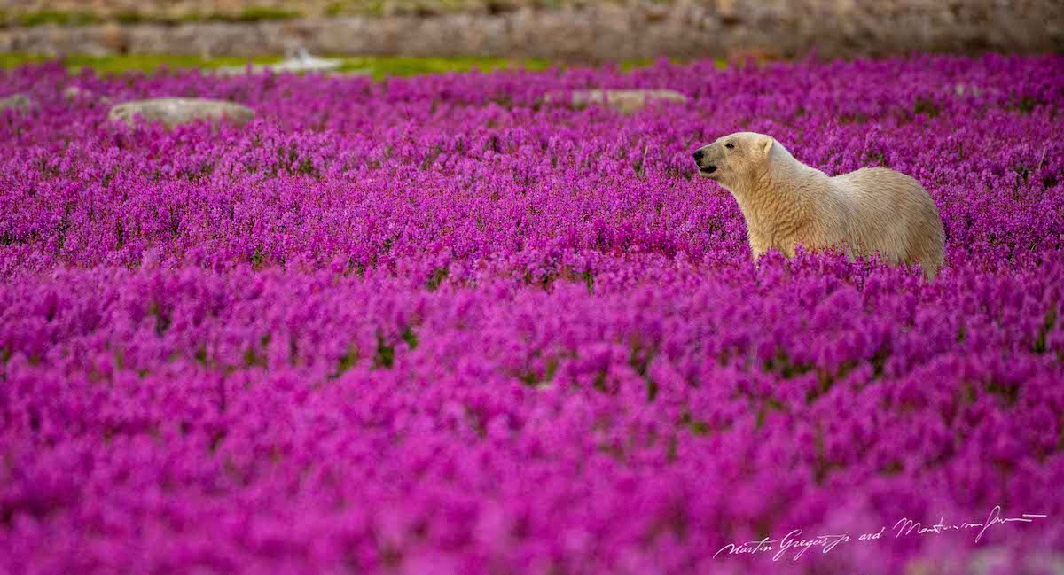 Polar Bear in a Field of Purple Flowers