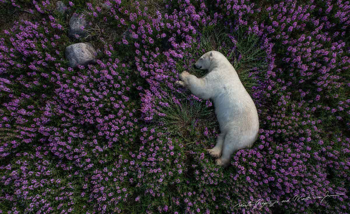 Polar Bear Laying in Field of Purple Flowers