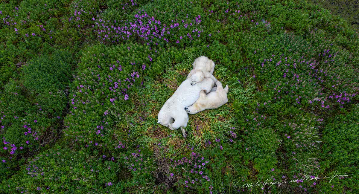 Polar Bear Mother and Cubs Laying in Field of Flowers
