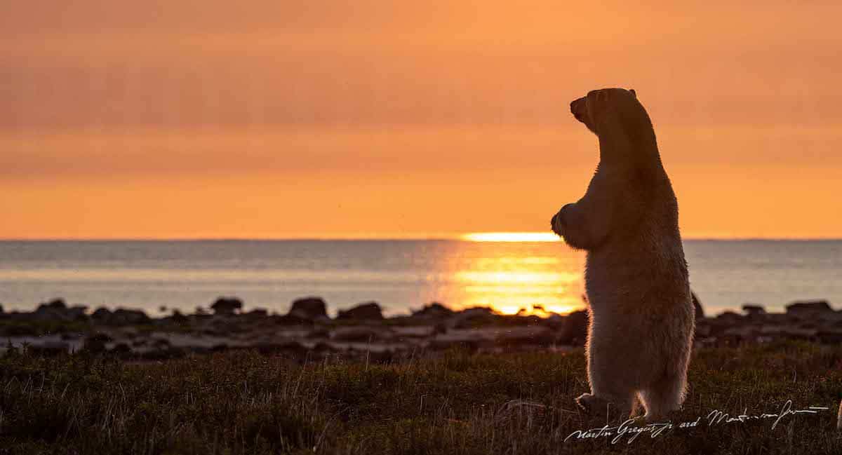 Standing Polar Bear at Sunset