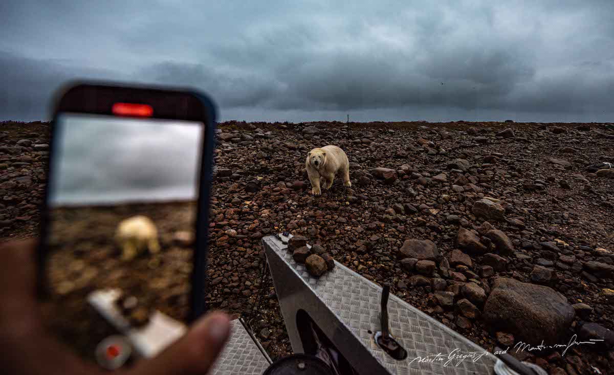 Photographing a Polar Bear on a Phone