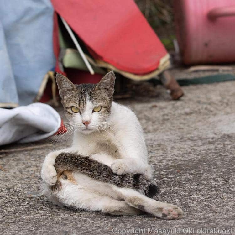 Funny Cat Photos in Japan