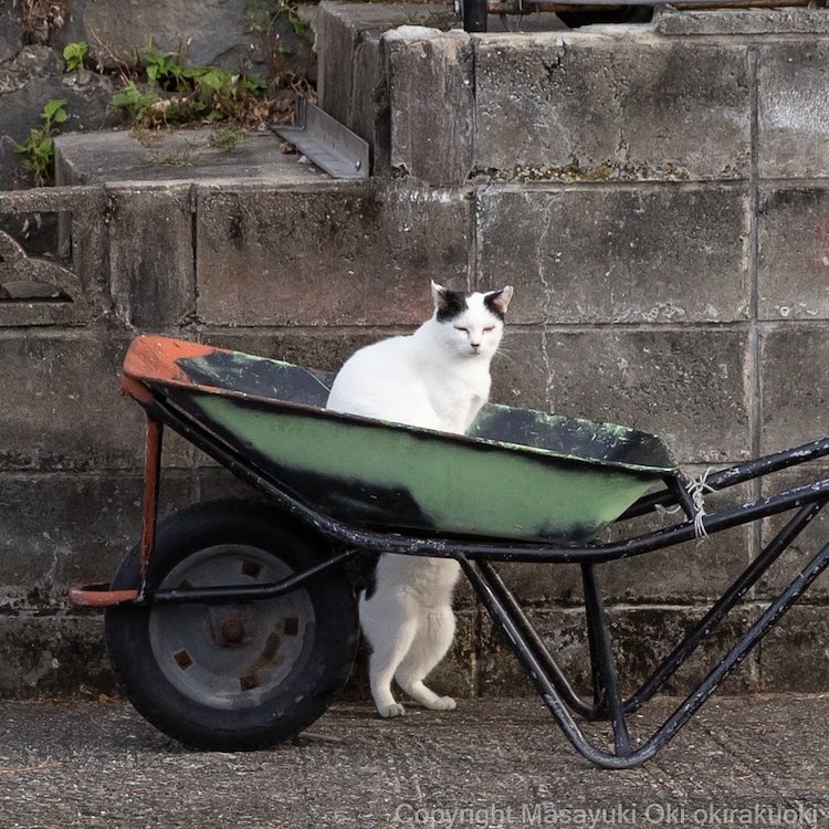 Funny Cat Photos in Japan