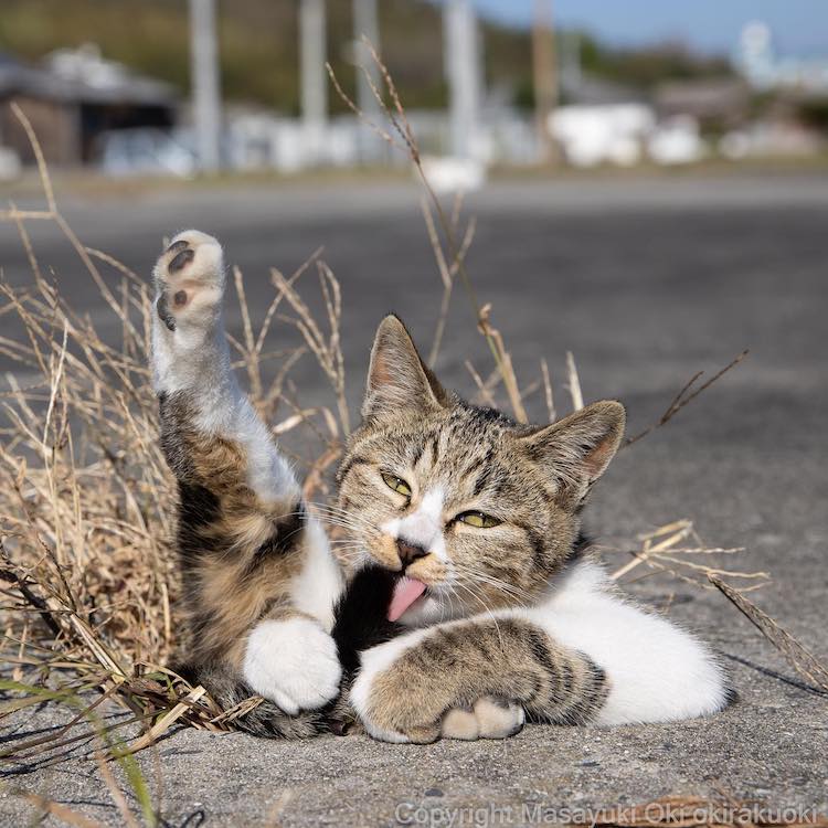 Cat Funny Cat Funny