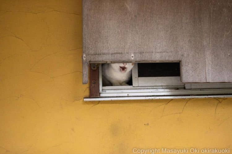Funny Cat Photos in Japan