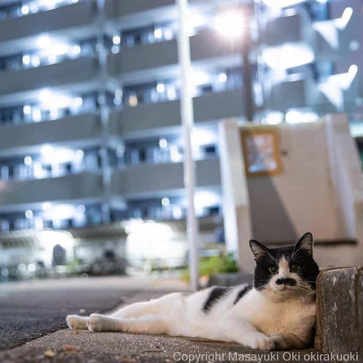 Funny Cat Photography on the Streets of Japan