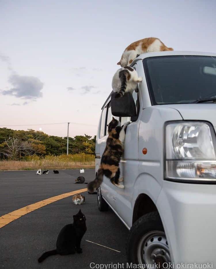 Funny Cat Photos in Japan