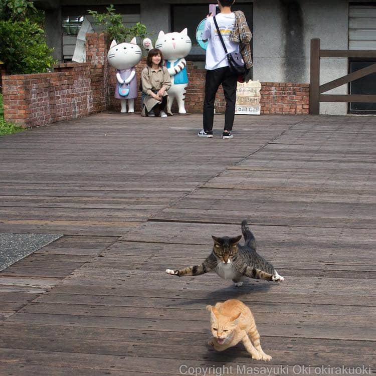 Cat Street Photography by Masayuki Oki