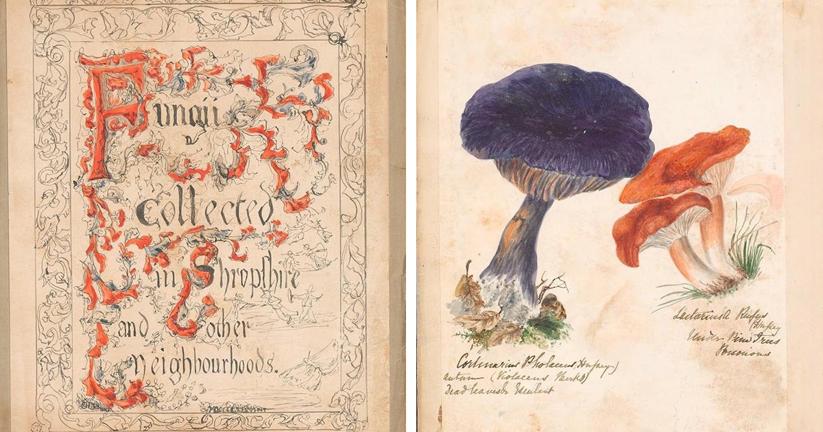 Vintage Book Captures the Fungi of England and Wales