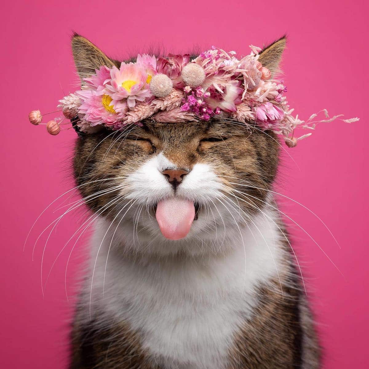 Cat Photography Shows the Varied Purrsonalities of Furry Friends