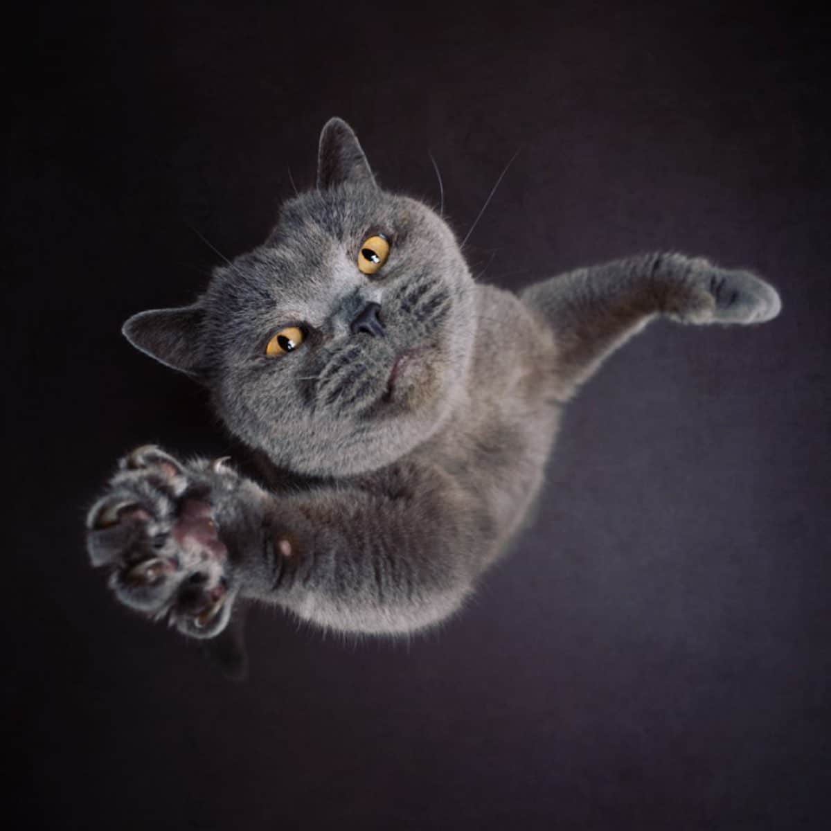 Cat Photography by Nils Jacobi