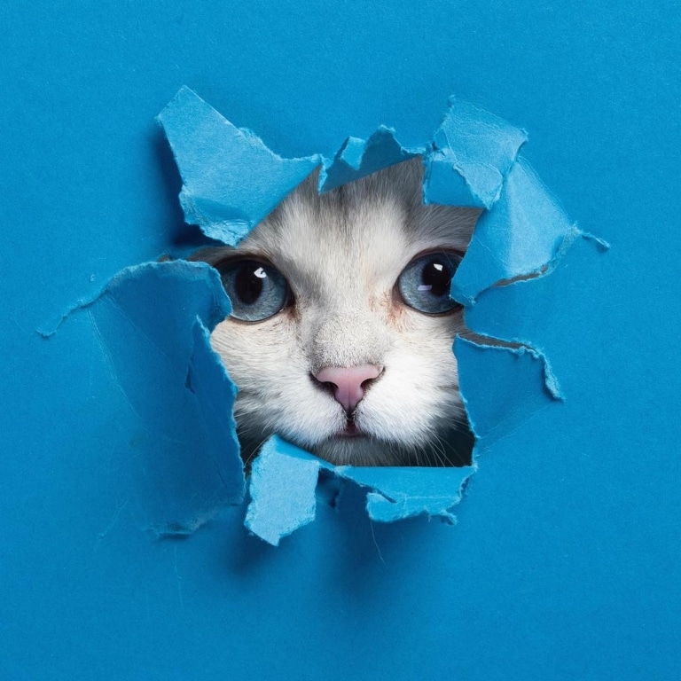 Cat Photography Shows the Varied Purrsonalities of Furry Friends