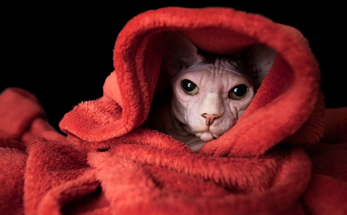 Cat Photography by Nils Jacobi