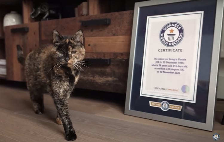 Flossie is The Oldest Cat In The World At Age 27