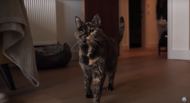 Flossie is The World’s Oldest Cat At Age 27