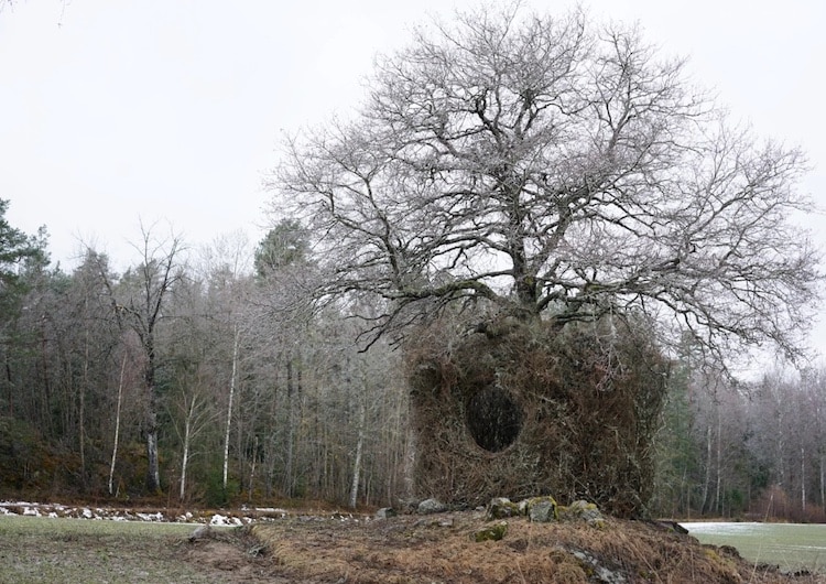 One Tree in Winter