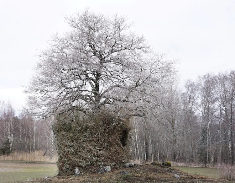 One Tree in Winter