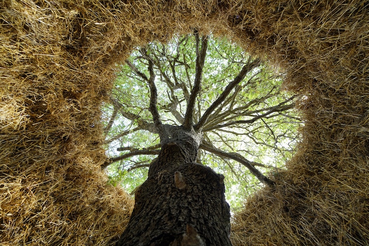 One Tree Multiple Seasons