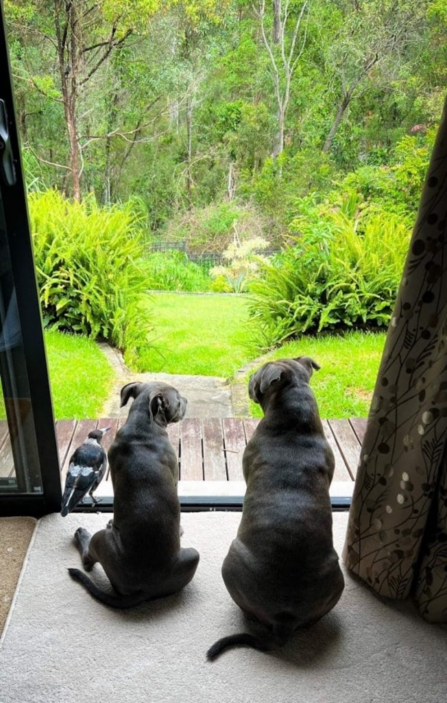 Unusual Animal Friendship Forms Between Dogs and a Magpie