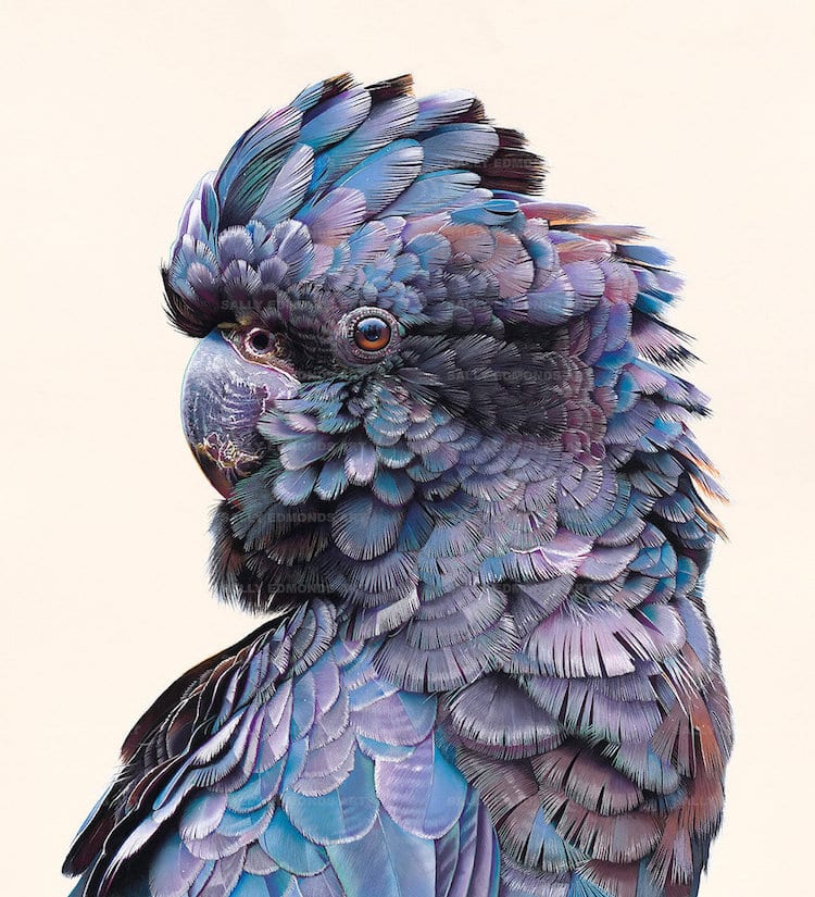 Portrait of a Bird by Sally Edmonds
