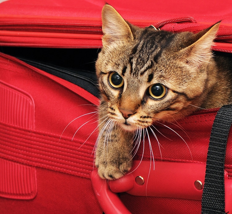 Stowaway Cat Sneaks Into Traveler’s Suitcase, Is Caught by TSA, and Ends up Spending Thanksgiving Safely at Home
